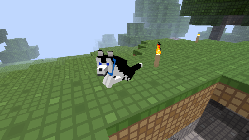 black and white husky with blue eyes black and white husky with blue eyes